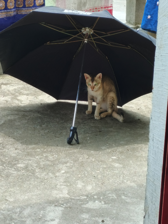 Sunsuniya King